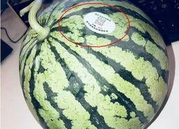 网红吃瓜现象,揭秘网络时代的“瓜田”盛景